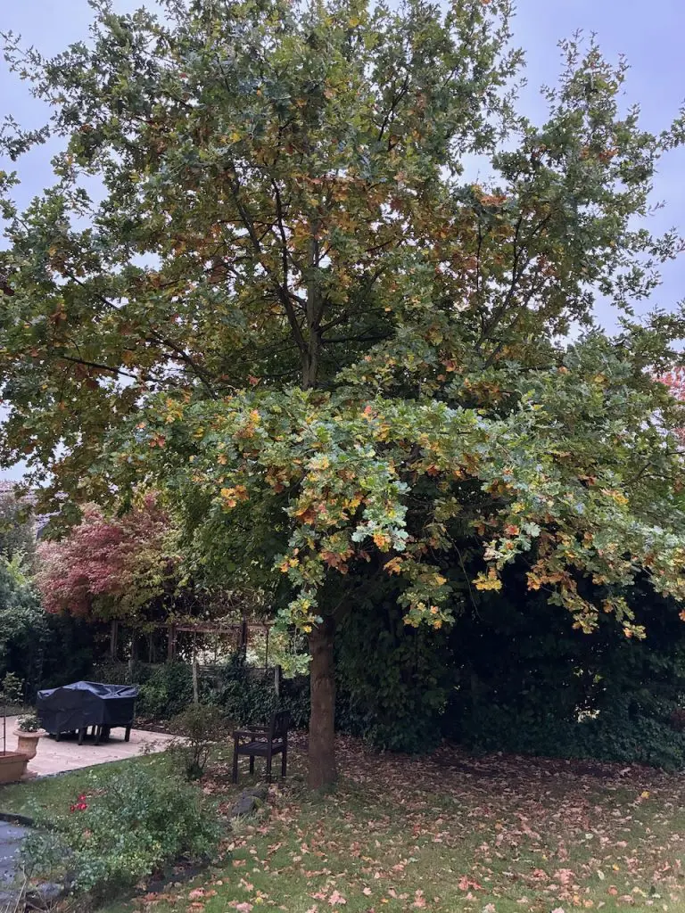 Eiche in Bielefeld vor der Kronenpflege, mit einseitiger Krone und dicht stehendem Haselstrauch am Haus.
