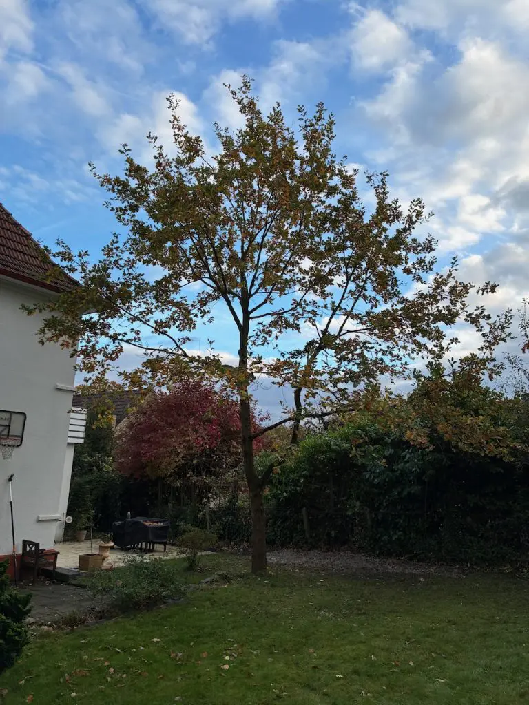 Eiche in Bielefeld nach der Kronenpflege, freigestellt zum Haus und mit klar strukturierter, ausgeglichener Krone.