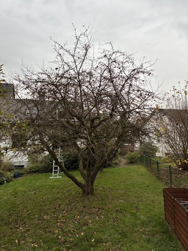 Apfelbaum als ungepflegter Halbstamm mit dichter, verwilderter Krone und Moosbewuchs