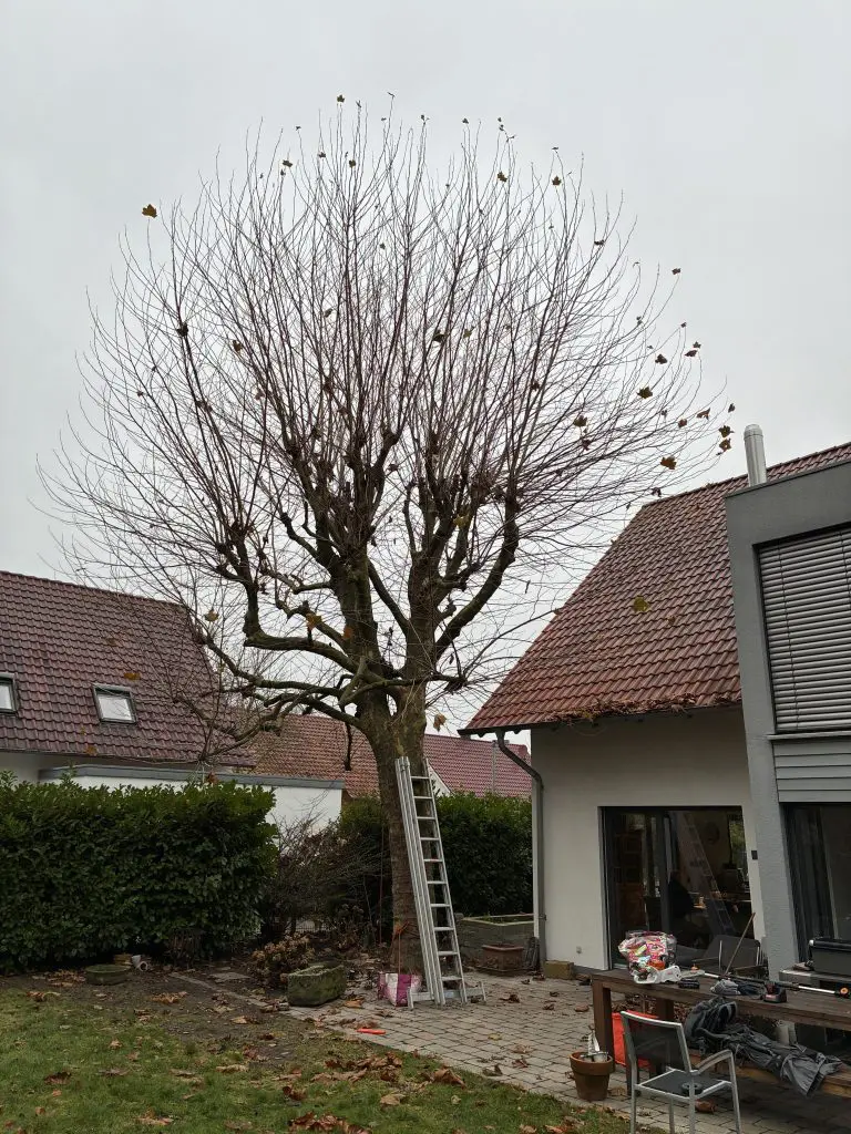 Eine mittelgroße Platane nah an einem Wohnhaus.