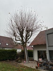 Eine mittelgroße Platane nah an einem Wohnhaus.