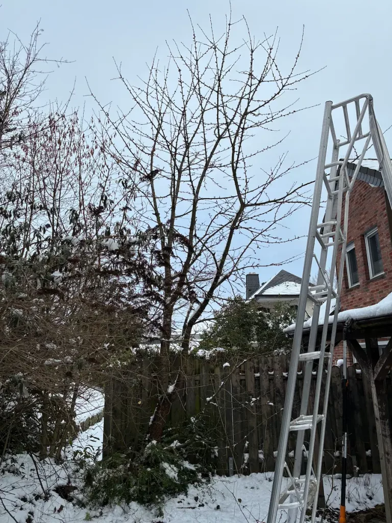 Junger Kirschbaum im Winter.