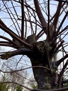 Kappstelle an einem Großstrauch