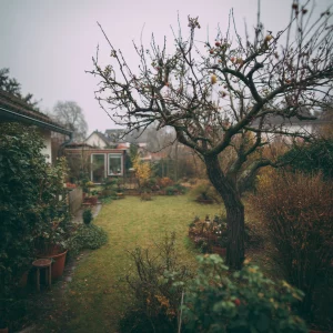 Älterer Obstbaum im Herbst in einem kleinen Vorstadtgarten.